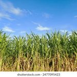 “深入探讨‘heiliaobudayang’的文化内涵与影响” bca80n