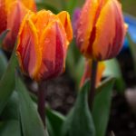 人人美剧APP官网入口:畅享海量美剧资源的最佳选择 nwsk769