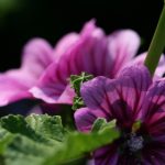 小红帽app下载回家地址:轻松找到归属的最佳途径 u32z9